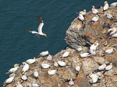 Gannets