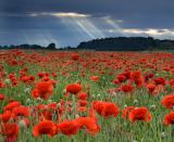 Red and Rays