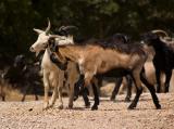 Tangled goats