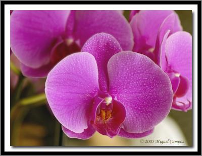 Phalaenopsis