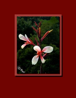 June Bloom