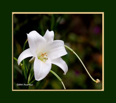 Delicate White