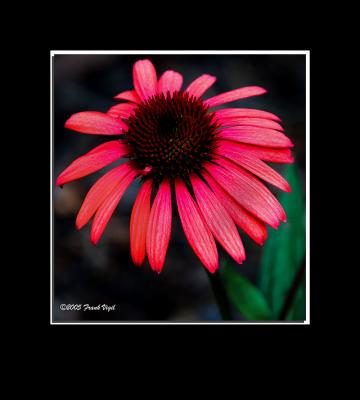 Daisy Red