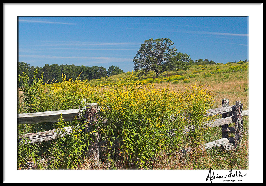 Blue Ridge Goldenrods 2