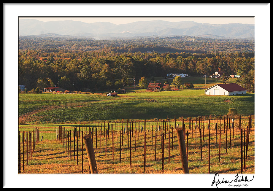 Fall Afternoon Vineyard