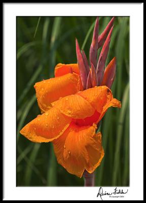 Canna after the Rain