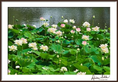 Japanese Garden Lotus