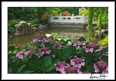 Bridge, Pond at Chinese Pavilion