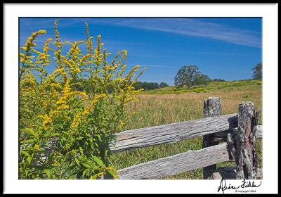 Blue Ridge Goldenrods 3