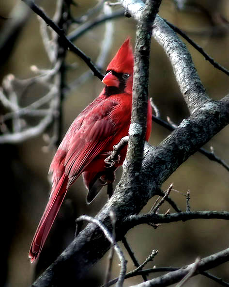Cardinal in the bush