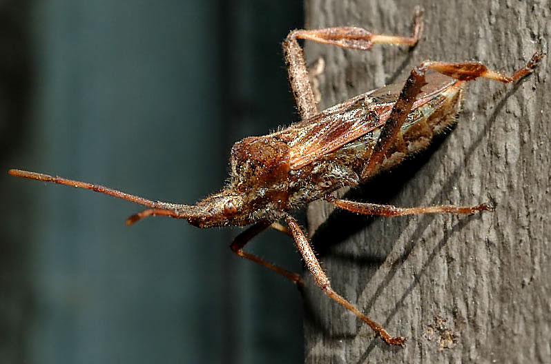 Stink Bug