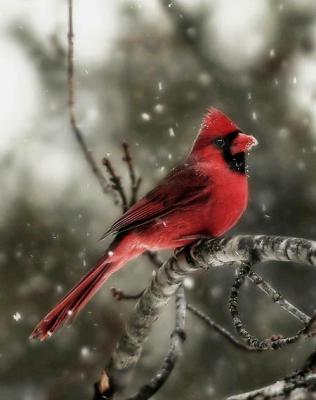 Cardinal in a snowstorm