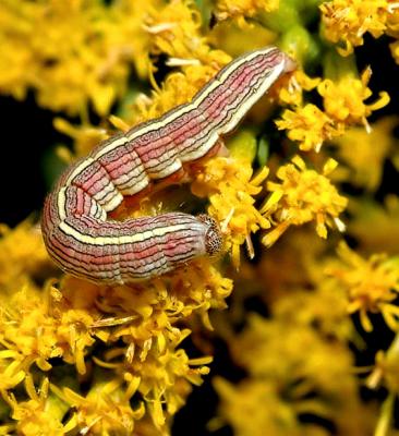 Asteroid Moth caterpillar