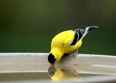 American Goldfinch