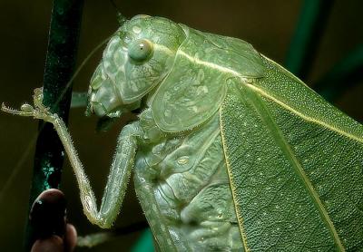 Katydid