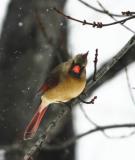 Cardinal-Female