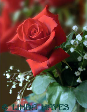 Valentine Rose 006bZ