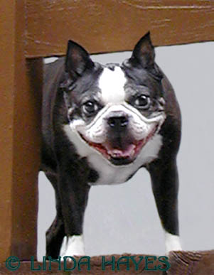 v3/00/4400/1/47466682.DGBostonTerrier287copy.jpg