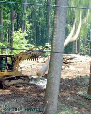 Timber S154