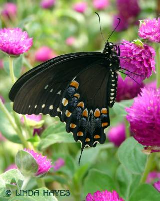 Black Swallowtail S775
