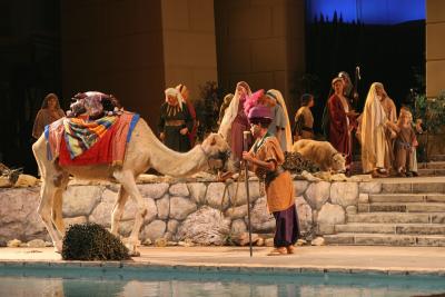 Camel