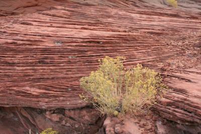 Red rock Glen canyon