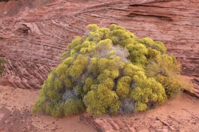 Red rock Glen canyon