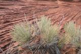 Red rock Glen canyon