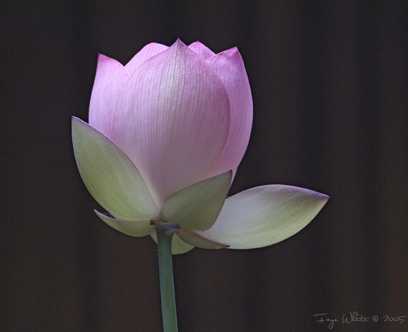 <a href=http://pbase.com/fayewhite>Fay White ...Georgia</a>