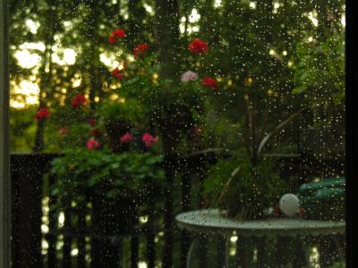 this is the same shot focues, rain on window, geraniusm
