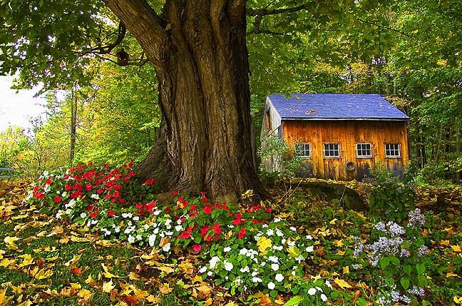 Shed & Flowers