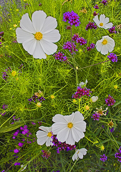 spring-ledge-wallflowers-.jpg