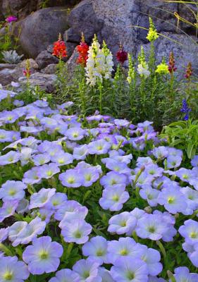 Harbor Flowers #2