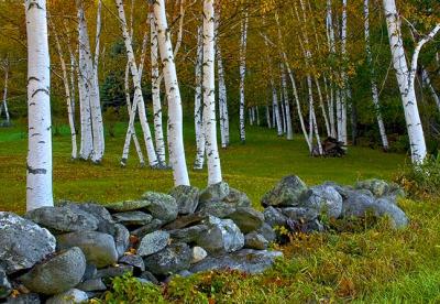 Stonewall and Birches