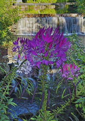 Riverwalk Flowers - #2