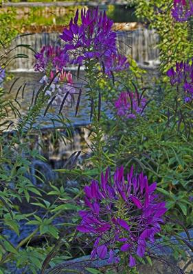 riverwalk-flowers-3.jpg