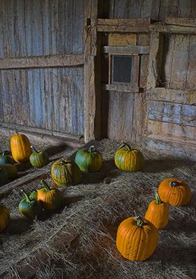 Pumpkins #7 - Bouldervale Farm