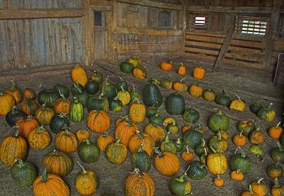 Pumpkins in Bouldervale Barn