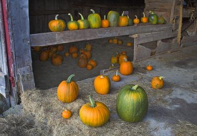 pumpkins-in-barn-2-nsp.jpg