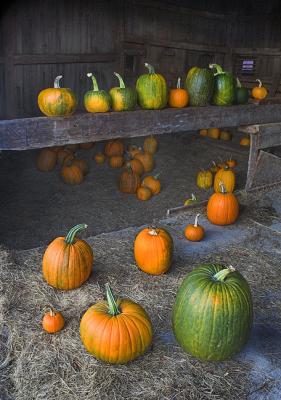 pumpkins-in-the-barn-3.jpg