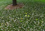 Catalpa on Grass