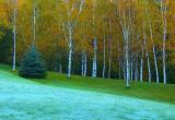 Frost Covered Lawn & Birches