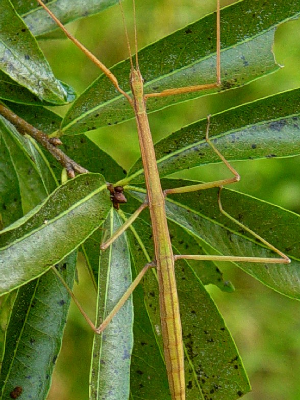 Insect- Walking Stick