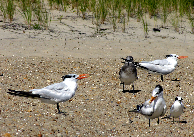 Royal Terns (Sterna maxima)