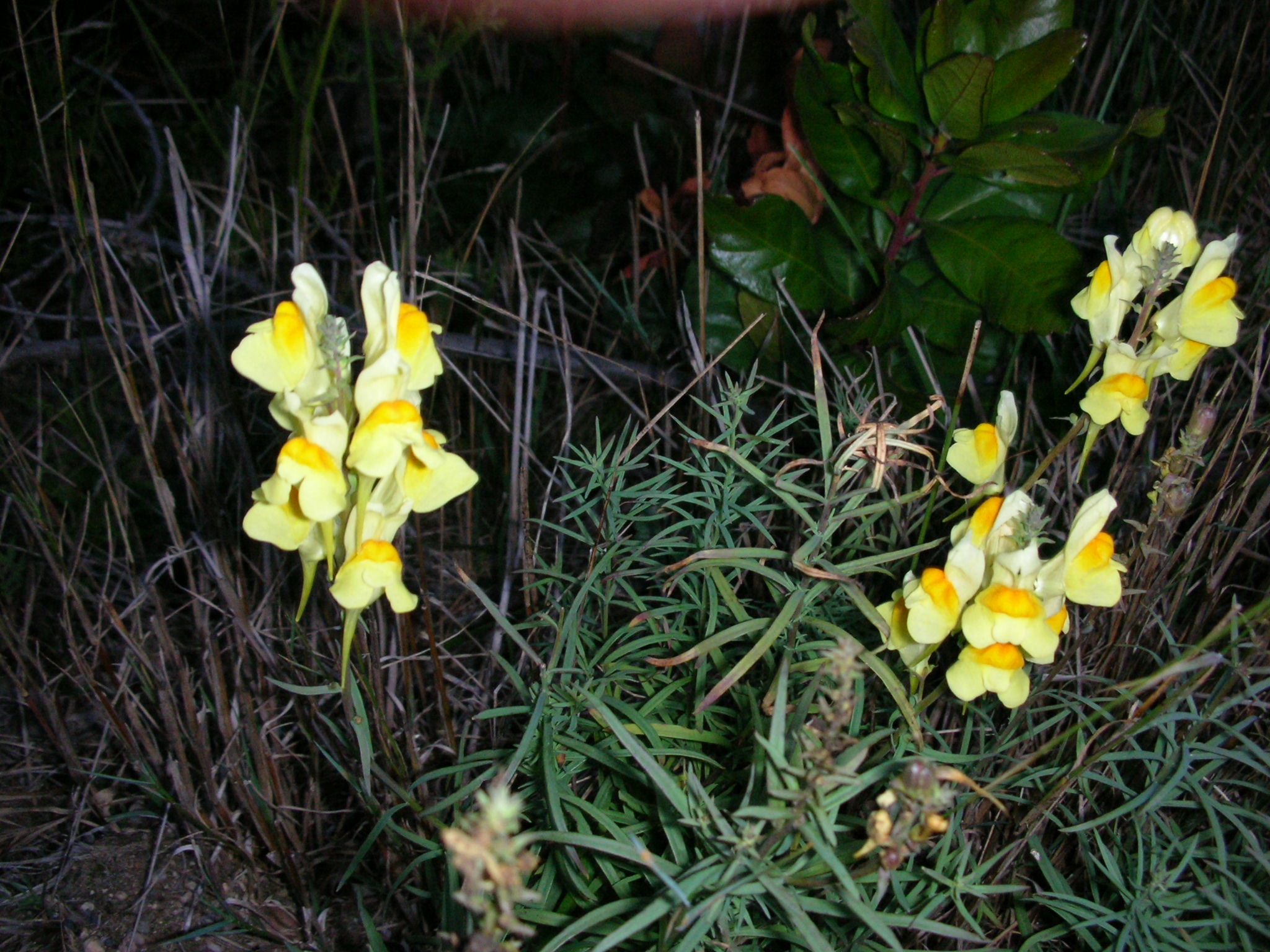 Butter-and-eggs