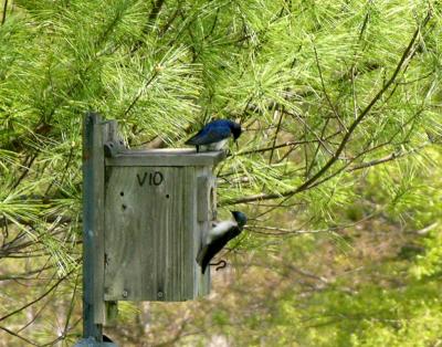 Tree Swallow Pair