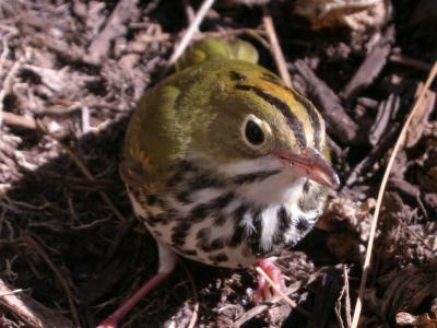 Ovenbird (Seiurus aurocapillus)