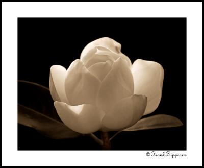 Sepia Magnolia (LE99)