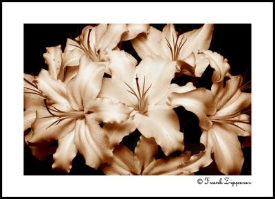 Sepia Lilies (LE98)