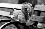 Squirrel im Central Park